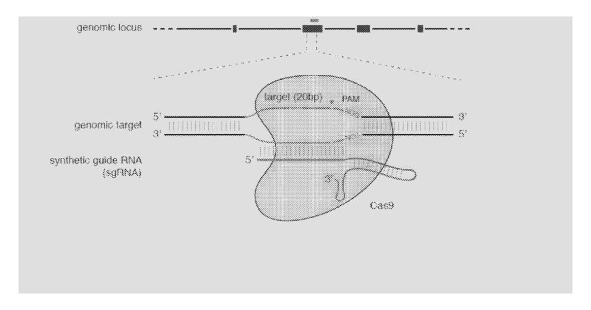 USPO Patent  Name | CRSPR-Cas systems and methods for altering expression of gene product